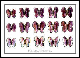 Mollusca Lepidoptera v1.0
