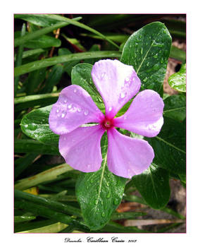 Caribbean Flower