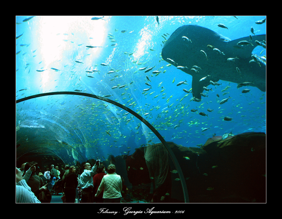 Walkthrough Aquarium