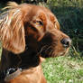 Irish Setter