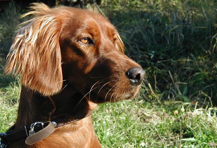 Irish Setter