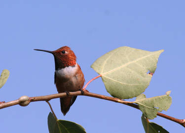 hummingbird