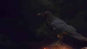 Wallpaper Dark Crow