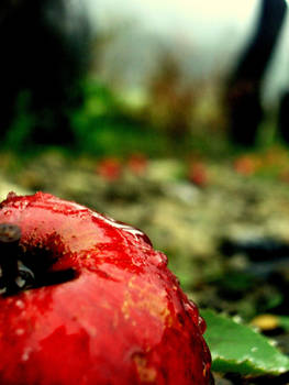 Red apple