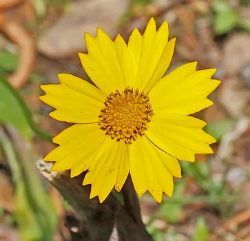 Vibrant Flower by EarthBirds