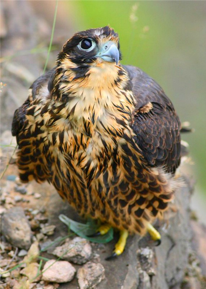 Puffy Peregrine