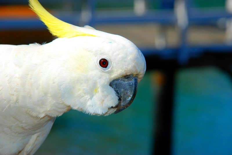 Wild Cockatoo