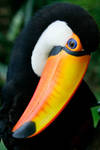 Toucan Bird II by EarthBirds
