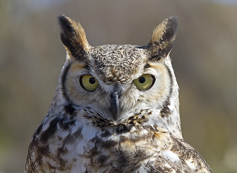 Great Horned Owl