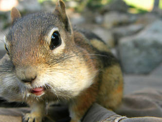 Hungry Fella by EarthBirds