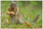 Mouth Full of Peanuts by EarthBirds
