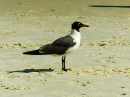 Lone Bird on the Sand