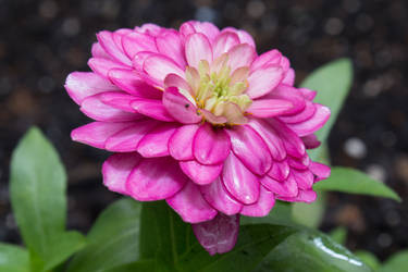 Bright Pink Petals