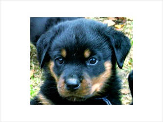 Rott Puppy