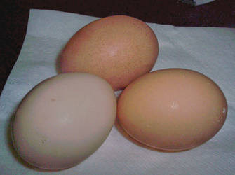 eggs