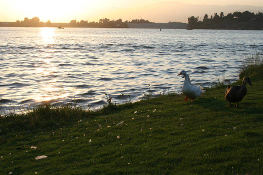 Puddingstone Lake