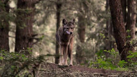 Alamere Falls Coyote II