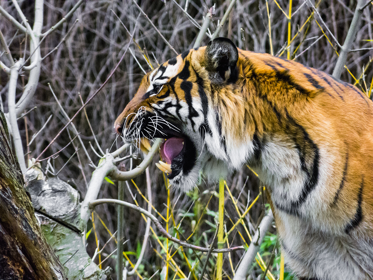 Tiger