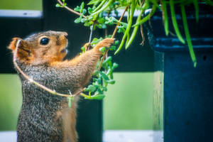 Test of A Really Long Deviation Name Please Ignore