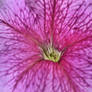 Stock: Flower Texture