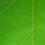Stock: Leaf Texture