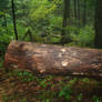 Stock: Log 2