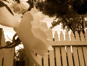 Rose sepia with Picket fence