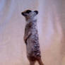 needle felted meerkat