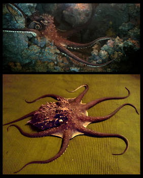 Silicone octopus animatronic