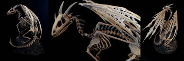 A new Dragon Skeleton