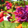 Fuchsia I