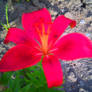 Red Flower