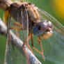 Wings - detail