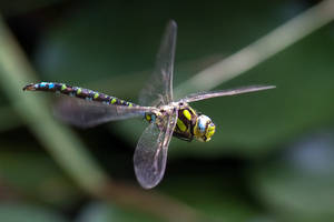 Flight of the Dragonfly 3