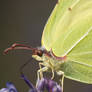 Yellow Butterfly