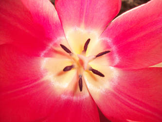 Inside a Flower