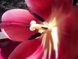 Profile of a Tulip