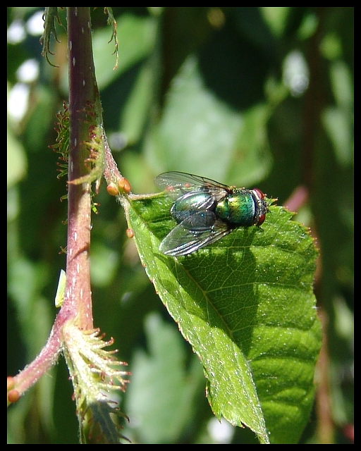 The Fly