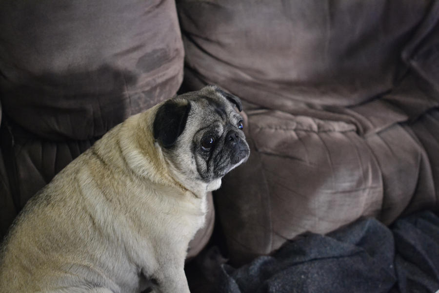 the next sad-pug meme? by lala-lolipop on DeviantArt the next sad-pug meme? by lala-lolipop on DeviantArt
