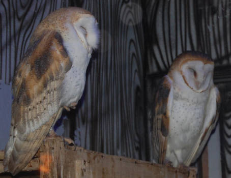 Barn Owls