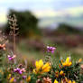 Wildflowers