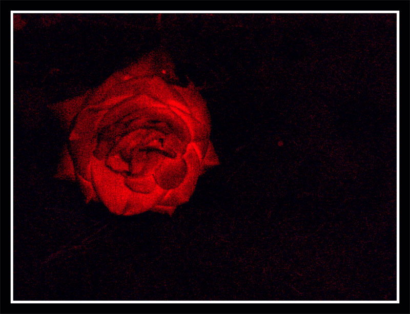 Night Time Rose