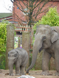 Chester zoo elephants