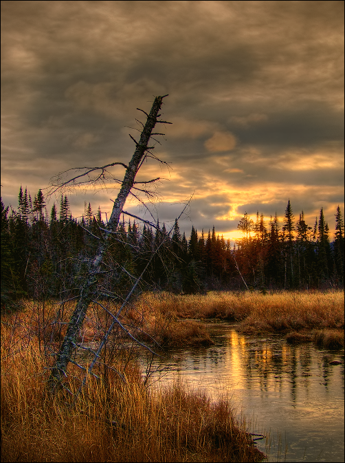 Dead Wood and Dusk