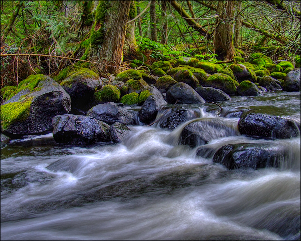 River and Forest