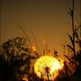 A Flower on Fire 4
