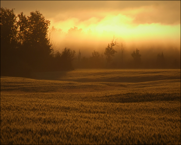 Mist and Golden Field