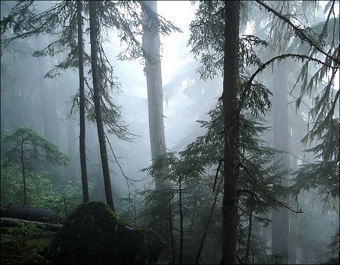 Forest in the Clouds