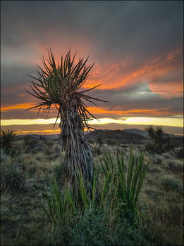 Dancing in the Desert Sky 3