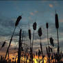 The Vanishing Wetlands